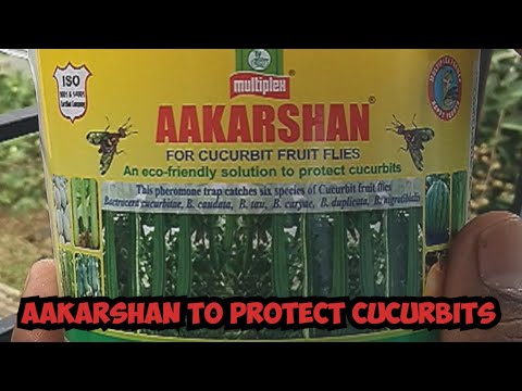 Fermers first choice : Aakarshan for cucurbit flies