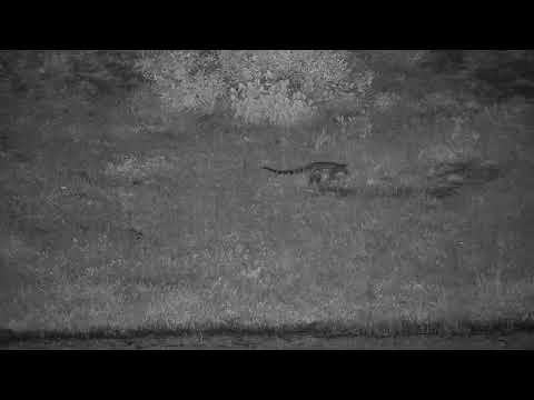 Djuma: Genet hunting - 04:01 - 01/18/2020