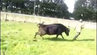 COW ATTACKS DAIRY FARMER FOR TRYING TO STEAL HER FRIEND'S NEWBORN (HD)