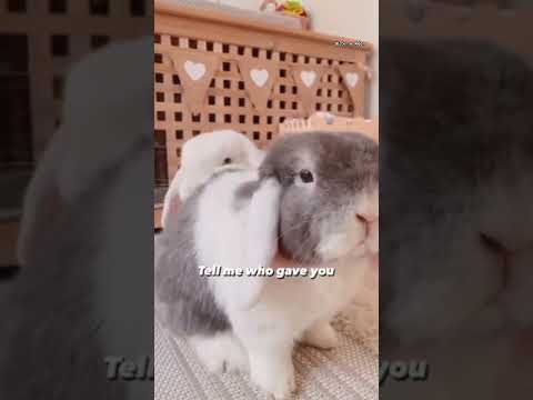 I am your bunny 🐇😆#shortvideo #aesthetic #bunny #viral