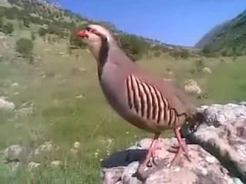 خؤشترين ده نكي كه و