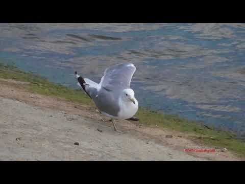 Gaviota delaware ( Larus delawarensis ) Ring-billed Gul