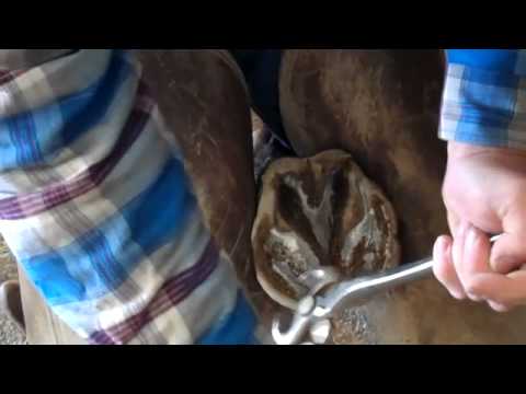 Walt the Horseshoer, part 1