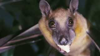 Das bewegte Leben der Flughunde (english subtitles)