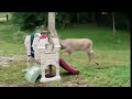 Phil Collins - In the air tonight (ft drunk deer)