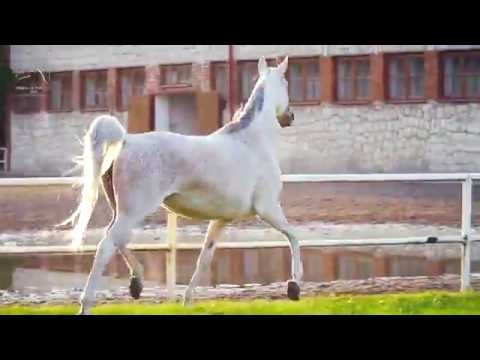 Pride Of Poland 2016