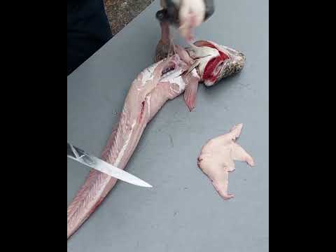 Kalastus maistuu: Mateen perkaaminen