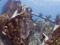 South Florida shipwreck the "Mandalay"
