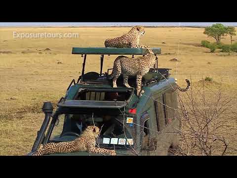 5 Cheetahs on my car!