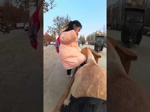 The dog brought the girl.😱