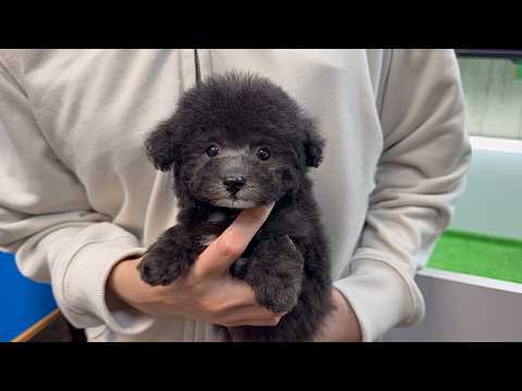 YouTube動画のサムネイル