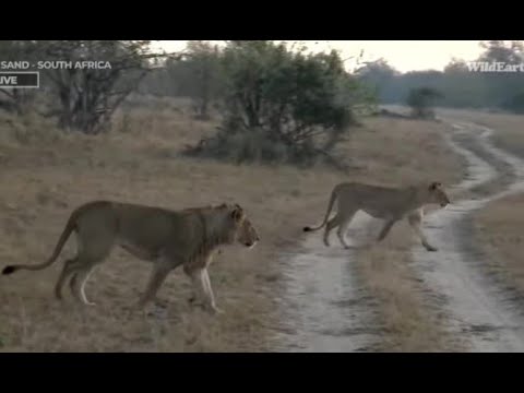 Djuma Dam Cam & Wild Earth ~ Sub Adult Lions ~ Sept1, 2022