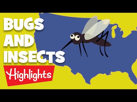 Bugs and Insects | 2020 | Compilation | Highlights Kids