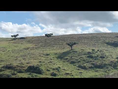 TOROS DE LIDIA VICTORINOS  A 7 DE ABRIL 2020.