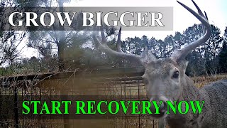 Post Rut Recovery Project, Whitetial Deer Stratagies
