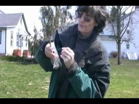 HOW TO TAKE A SOIL SAMPLE-   INTRODUCTION TO SOIL MICROBIOLOGY by Dr. Elaine Ingham