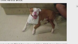 Albuquerque woman puts lost dog on Craigslist, asks for 'rehoming' fee
