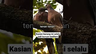 Download lagu Burung puter geni di alam liar #shorts #burung mp3