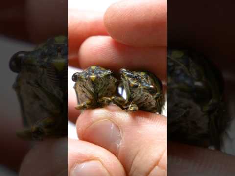 Giving Cicadas a Second Life