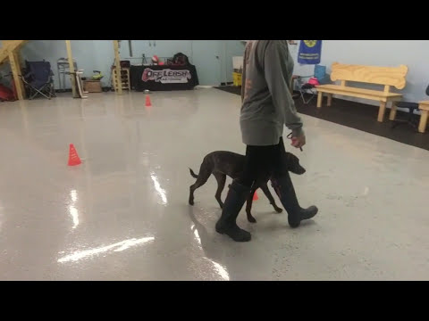 Luna & Kelly: Class #3, Off Leash Heel