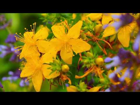 Opwekking 786 Met hart en handen 1B