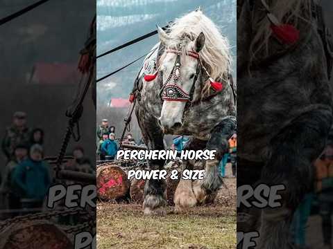 Percheron Horse 🐎 One Of The Most Beautiful Horses In The World