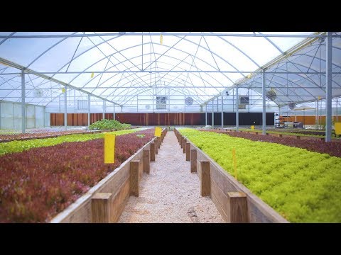 , title : 'Tour an AQUAPONICS FARM in Texas 🐟 + 🌿= 🤠 Sustainable Harvesters'