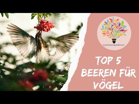 Winterfutter statt Meisenknödel: 6 heimische Beerensträucher für Vögel