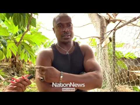 Nation Update: Breadfruit exporter wants to grow market