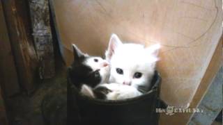 Смотреть онлайн Три голубоглазых котенка делают потягушки