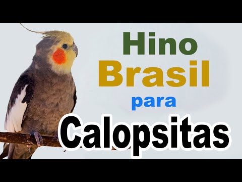 Hino brasil para calopsita - hino para treinar calopsita