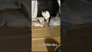 すっかり網戸が気に入った猫がこちら　#かわいい猫動画  #おもしろ猫動画  #みんな猫になれたらいいのに