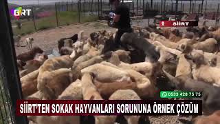 Siirt’ten Sokak Hayvanları Sorununa Örnek Çözüm