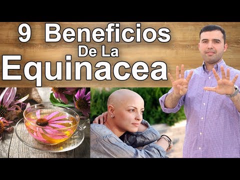 9 Benefits of Echinacea - From Colds to Cancer