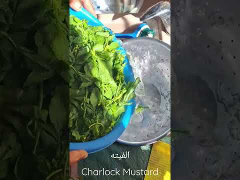 Charlock Mustard for 40 days Fasting #abu_shweha #ابŮ_Ř´ŮŮŘŮ #mustard