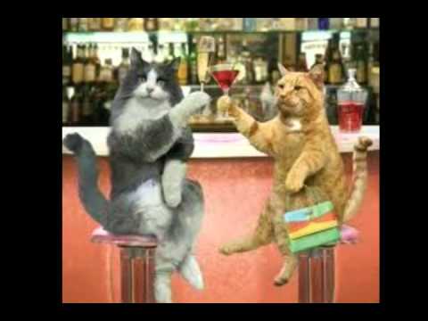 Show de gatos chistosos