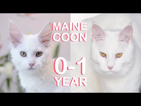 MAINE COON KITTEN | From birth to one year (compilation + tips)