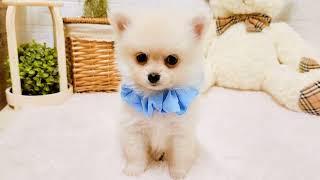 ハーフ犬の動画01