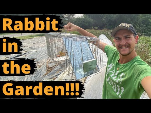 TRAPPING RABBITS in my GARDEN *humanely*