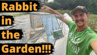 TRAPPING RABBITS in my GARDEN *humanely*