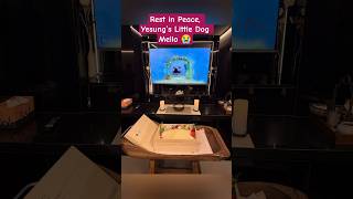 Download lagu Rest in Peace, Yesung’s Little Dog Mello 😭 mp3 Download lagu Rest in Peace, Yesung’s Little Dog Mello 😭 mp3