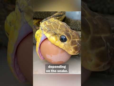 Comment prendre soin d'un serpent de compagnie | pet pointers