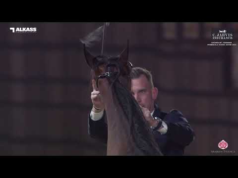 N 37 ASAYEL SKT   Katara Int  Arabian Peninsula Horse Show 2023   Fillies 2 Years Old Section A Clas