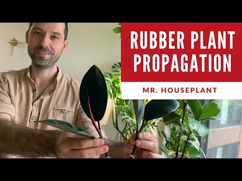 , title : 'How to propagate a rubber plant (Ficus Elastica propagation)'