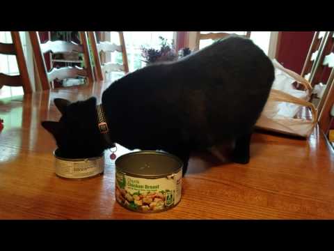 My Cat Likes Canned Chicken