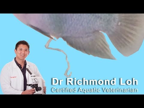 Treating fish with parasitic worms, fish stopped eating and has stringy white pooh.