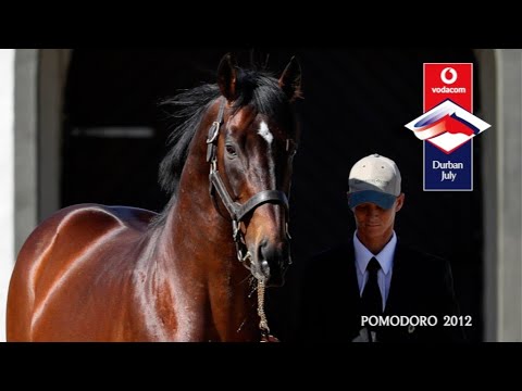 2012 VODACOM DURBAN JULY WINNER POMODORO - WHERE IS HE NOW