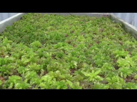 ミズゴケの育て方と目的は？なぜ持続可能な代替品を選ぶのでしょうか?  庭園