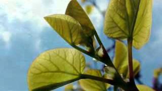 Gal Costa   Luz do Sol