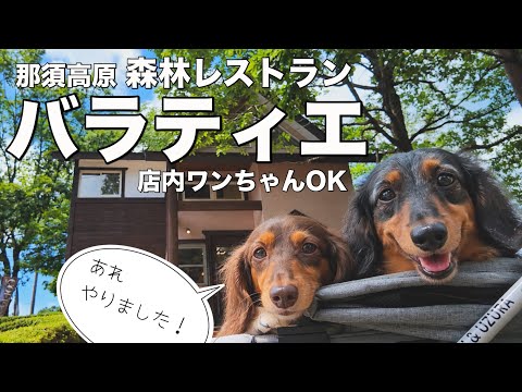 犬と行く那須の店内ワンちゃんOKレストラン 森林レストラン バラティエ